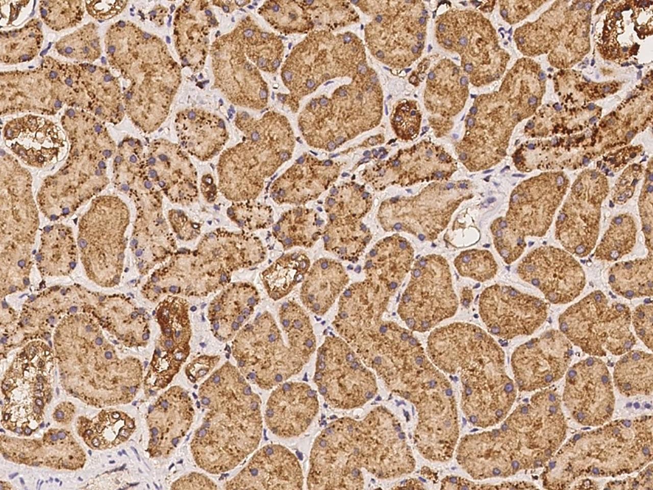APOOL / Apolipoprotein O-Like Antibody