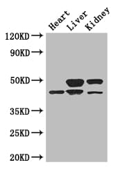 Polyclonal Rabbit anti-Human TGIF1 Antibody (IHC, IF, WB)