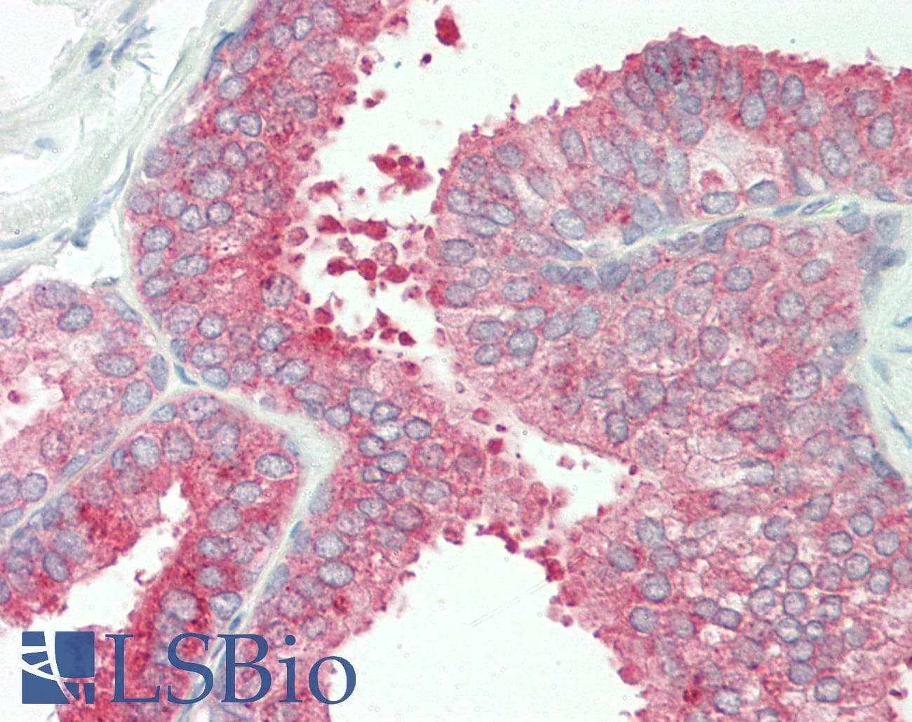 IHC-plus™ ICOS / CD278 Antibody