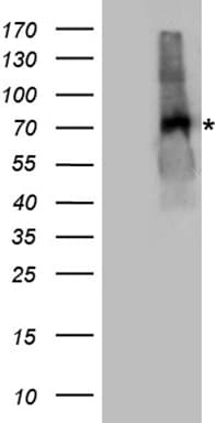 EPOR / EPO Receptor Antibody
