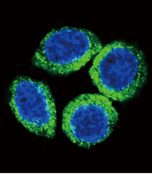 Polyclonal Rabbit anti-Human FGFR2 / FGF Receptor 2 Antibody (aa7-37, IF, WB)
