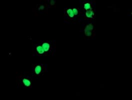 IHC-plus™ APEX1 / APE1 Antibody (clone 6E10)
