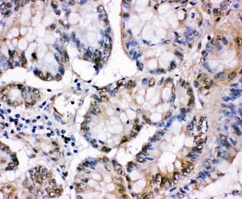 MCM5 Antibody (aa720-734)