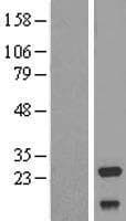 NDUFV2 Protein (Over-Expression Lysate Myc-DDK (Flag))