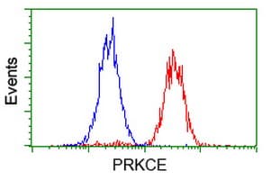 PRKCE / PKC-Epsilon Antibody (clone OTI1B7)