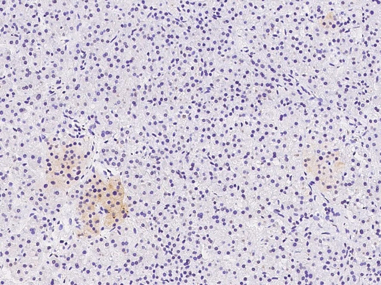 Polyclonal Rabbit anti-Human PPY / Pancreatic Polypeptide Antibody (IHC)