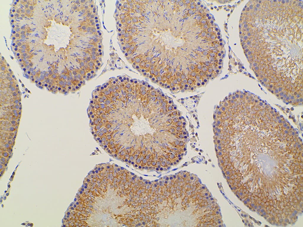 EFNB2 / Ephrin B2 Antibody