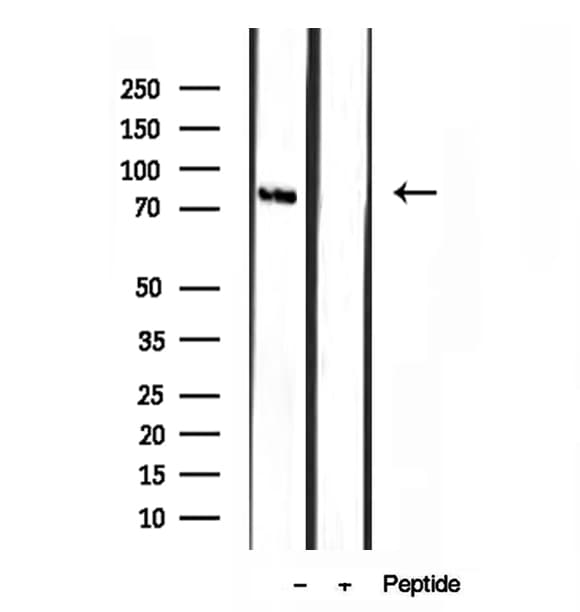 TMEM173 / STING Antibody