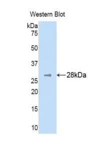 PH / PAH Antibody (aa1-226)
