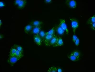 ACTB / Beta Actin Antibody