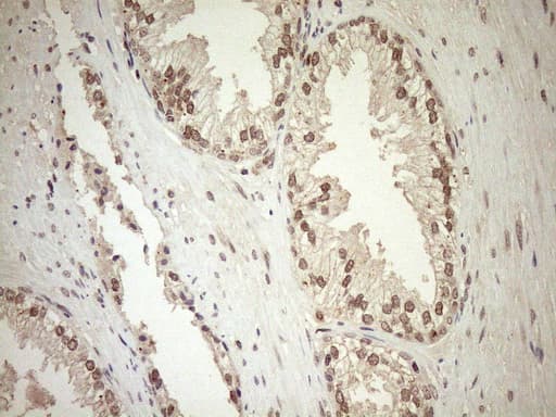CWC27 Antibody (aa145-472, clone OTI2D1)