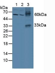 Polyclonal Rabbit anti-Human GDF2 / BMP9 Antibody (aa32-427, WB)