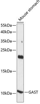 Gastrin Antibody