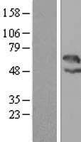 LAX1 / LAX Protein (Over-Expression Lysate Myc-DDK (Flag))
