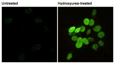 Monoclonal Mouse anti-Human H2AFX / H2AX Antibody (phospho-Ser139, WB)