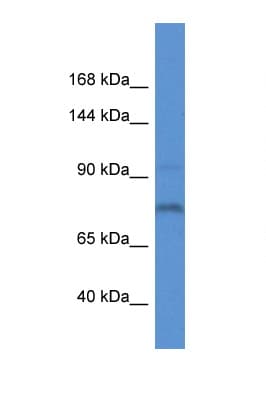 Polyclonal Rabbit anti-Mouse ITIH1 Antibody (aa430-479, WB)