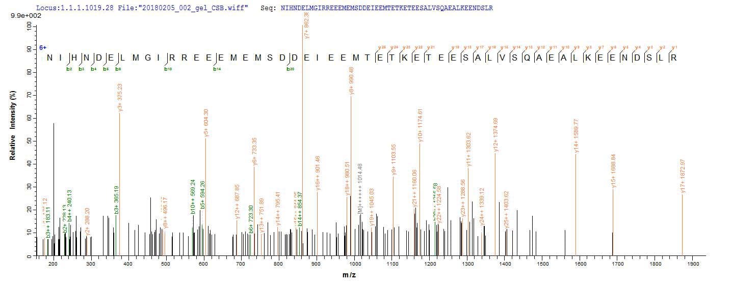Human ENOX2 Protein (Recombinant)