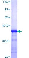 Human MNAT1 Protein (Recombinant GST, N-terminus)