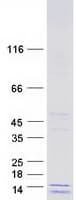 Human COX16 / C14orf112 Protein (Recombinant Myc-DDK (Flag))