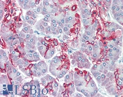 IHC-plus™ TM9SF1 Antibody