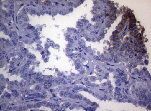 OPA3 Antibody (clone OTI3G4)