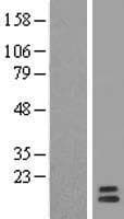 GPHA2 Protein (Over-Expression Lysate Myc-DDK (Flag))