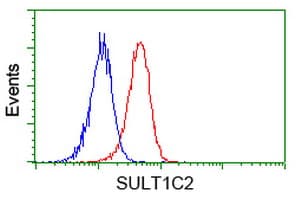 IHC-plus™ SULT1C2 / Sulfotransferase 1C2 Antibody (clone 4H4)