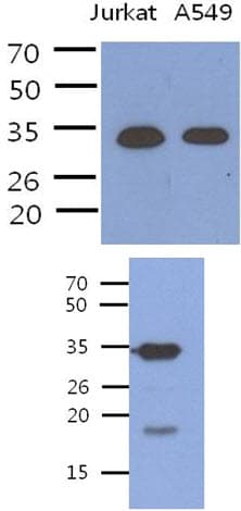 PDCL3 Antibody (clone AT8F9)