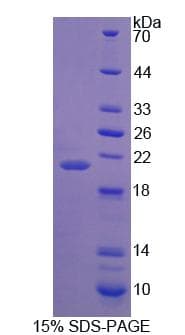Mouse PRODH Protein (Recombinant His-T7)