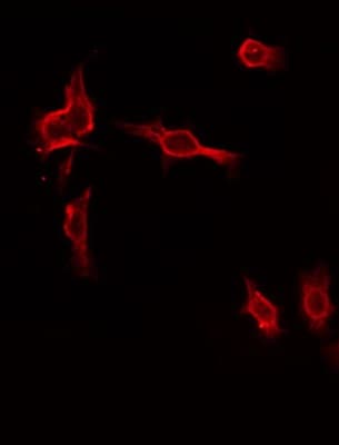 MAP4K1 / HPK1 Antibody