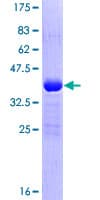 Human POLR2I Protein (Recombinant GST)