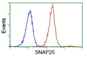 SNAP25 Antibody (clone OTI1G2)