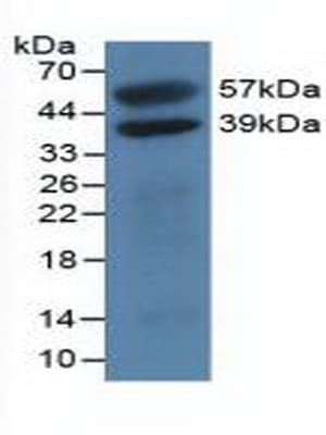 H2AFY / MACROH2A1 Antibody (aa109-369)