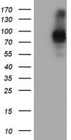 PECAM-1 / CD31 Antibody (clone 1H6, Carrier-free)