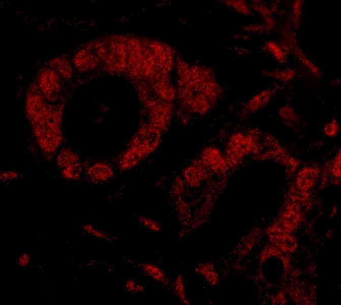 SMG9 Antibody (aa75-125)