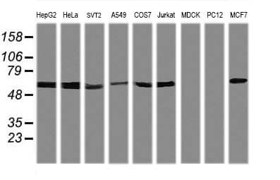 TRIM38 Antibody (clone OTI15H4)
