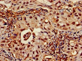 RPA70 / RPA1 Antibody
