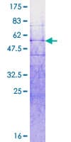 Human RNF32 Protein (Recombinant GST)