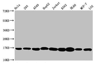 HIST1H3A Antibody