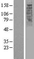 OR2W1 Protein (Over-Expression Lysate Myc-DDK (Flag))