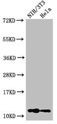 HIST1H4I Antibody
