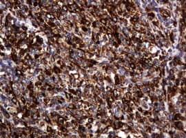 POGK Antibody (clone OTI6D5, Carrier-free)