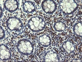 STAF50 / TRIM22 Antibody (aa61-406, clone OTI1D11, Carrier-free)