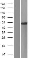 THEG Protein (Over-Expression Lysate Myc-DDK (Flag))