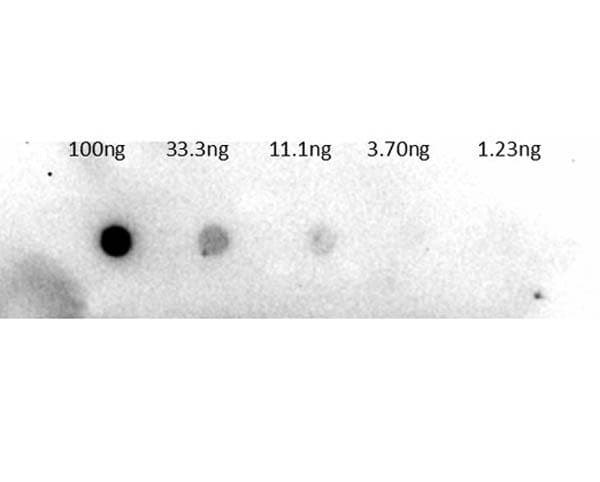 Trypsinogen Antibody (Lyophilized, Biotin)