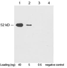 Myc Tag Antibody (c-Myc epitope)