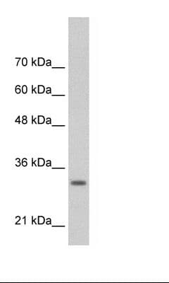 MAFB Antibody (aa41-90)
