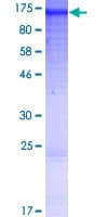 Human ANKRD27 Protein (Recombinant GST)