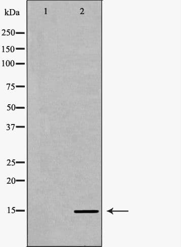 Polyclonal Rabbit anti-Human HIST3H3 Antibody (Methyl-Lys36, IF, WB)