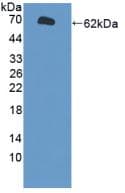 Rat CYP1A1 Protein (Recombinant His-GST, N-terminus)